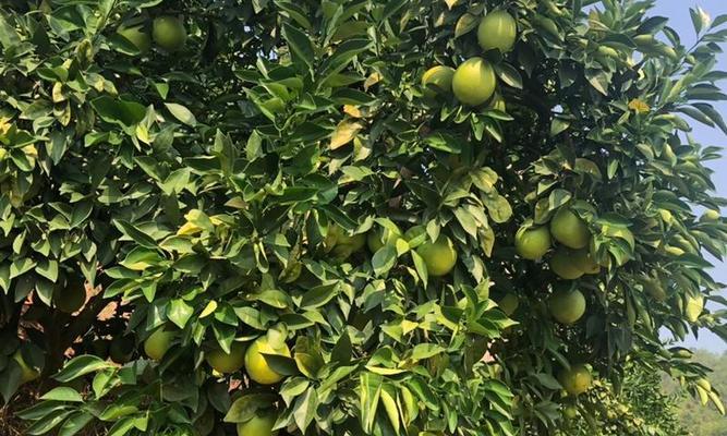 蜜香橙树种植方法有哪些？如何确保成活率高？