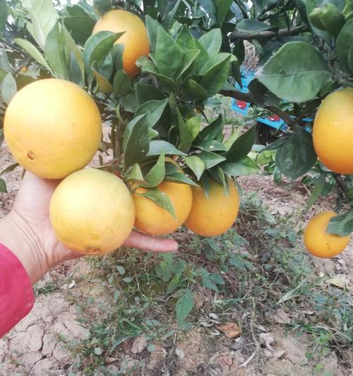 蜜香橙树种植方法有哪些？如何确保成活率高？