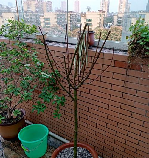 红枫树移栽后如何快速催芽？常见问题有哪些？