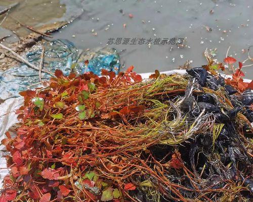 菱角种植方法有哪些？如何正确种植菱角？