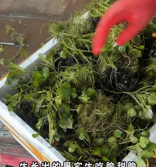 菱角种植方法有哪些？如何正确种植菱角？