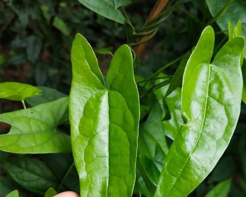 金榄果种子怎么种植方法？步骤和注意事项是什么？