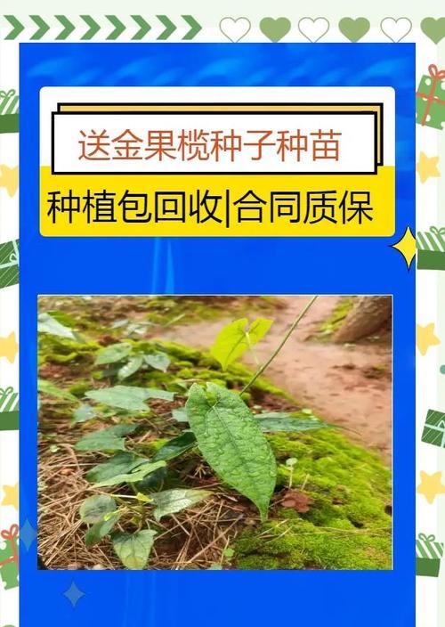 金榄果种子怎么种植方法？步骤和注意事项是什么？