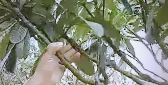 冬季枇杷修剪枝条的最佳方法是什么？修剪后如何促进生长？