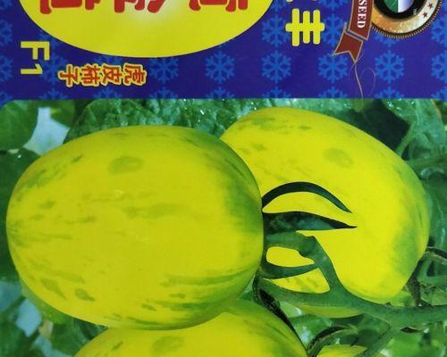 柿子种子怎么种植方法？步骤和注意事项是什么？