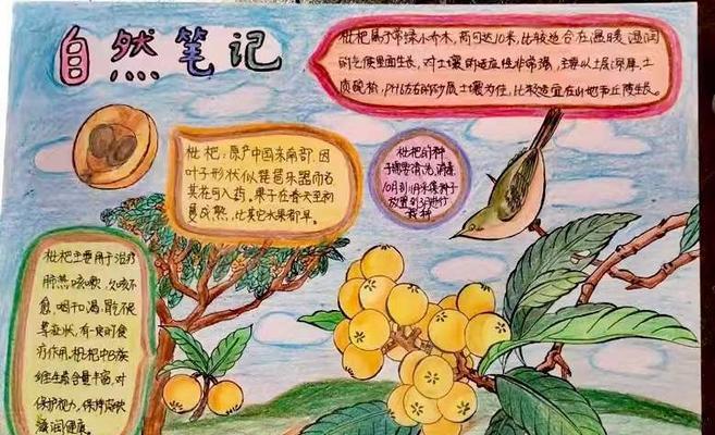 秋天修剪枇杷枝条的最佳方法是什么？修剪后如何促进新枝生长？