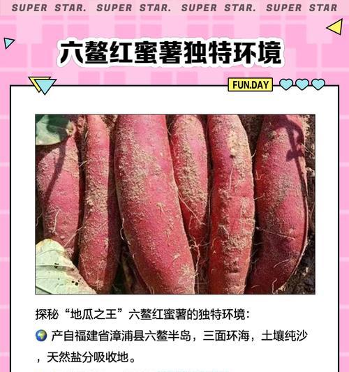 蜜薯培芽种植方法是什么？如何正确进行？