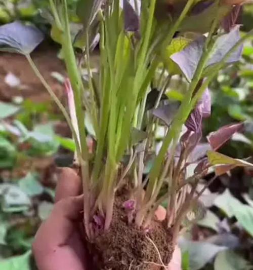 蜜薯培芽种植方法是什么？如何正确进行？