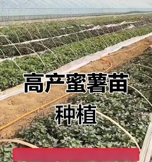 蜜薯培芽种植方法是什么？如何正确进行？