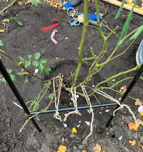 拱门玫瑰修剪枝条的最佳时机是什么时候？修剪后如何护理？