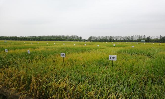 麦茬稻种催芽的最佳方法是什么？步骤和注意事项有哪些？