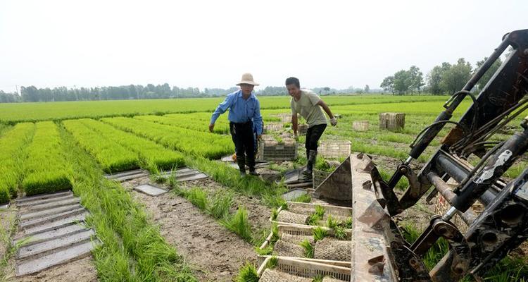 麦茬稻种催芽的最佳方法是什么？步骤和注意事项有哪些？