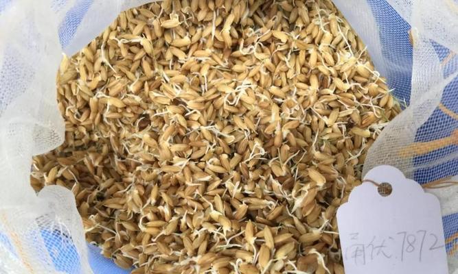麦茬稻种催芽的最佳方法是什么？步骤和注意事项有哪些？