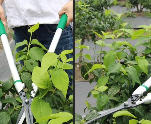 篱笆草修剪枝条的最佳时机是什么时候？如何正确修剪以促进生长？