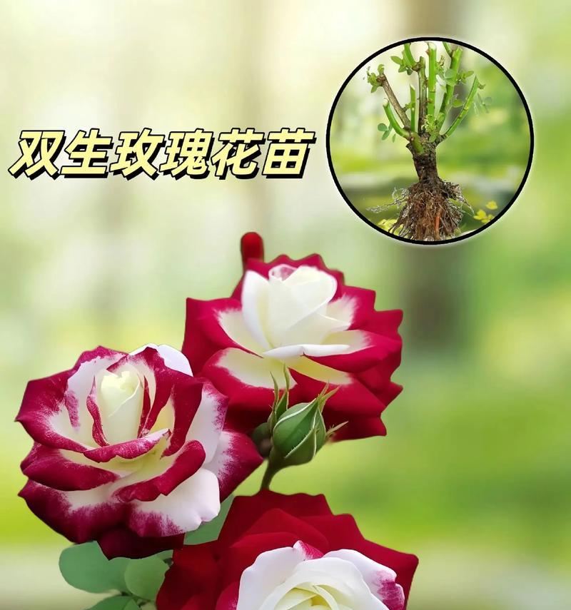 104朵花的寓意是什么意思？如何正确解读104朵花的含义？