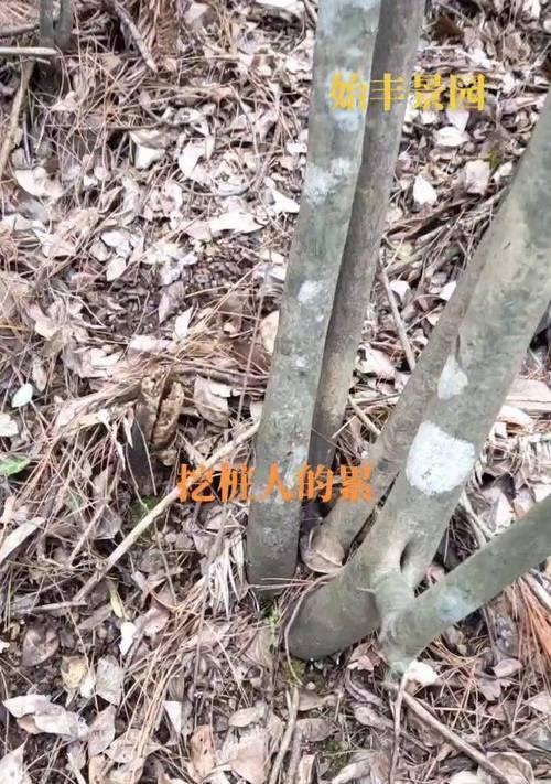 老鸦柿种子催芽方法是什么？如何提高发芽率？