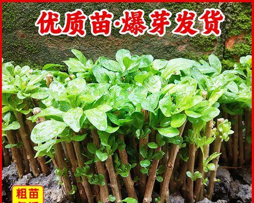 枸杞树怎么种植方法？从种子到成树的全过程解析？