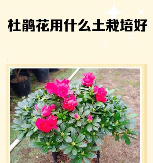 野杜鹃花怎么种植方法？有哪些注意事项？