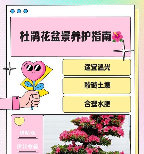 野杜鹃花怎么种植方法？有哪些注意事项？