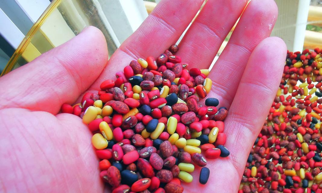 种饭豆需要催芽吗？如何正确种植饭豆？