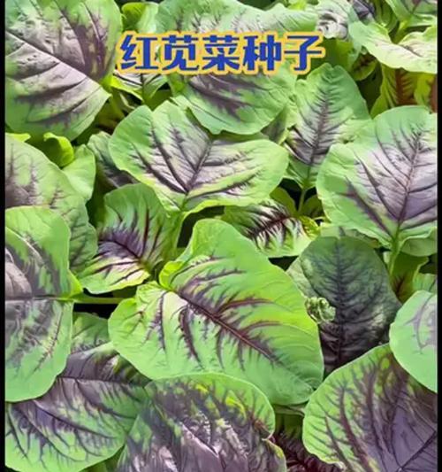 红圆叶苋菜催芽方法是什么？步骤和注意事项有哪些？