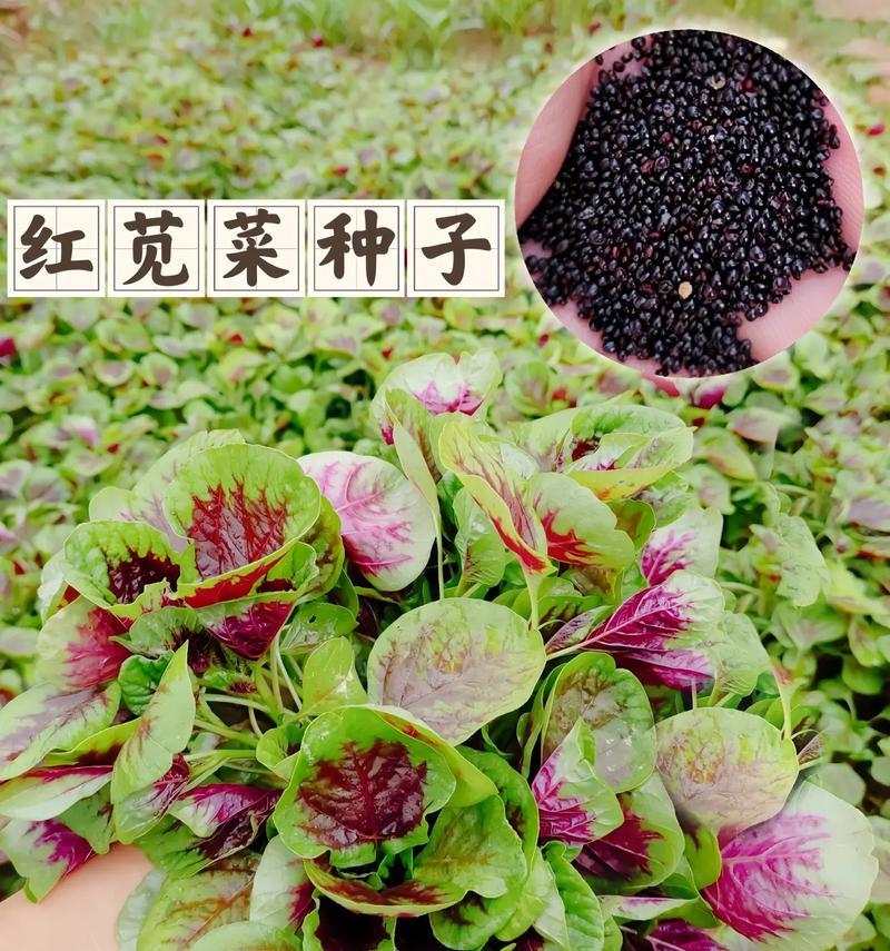 红圆叶苋菜催芽方法是什么？步骤和注意事项有哪些？
