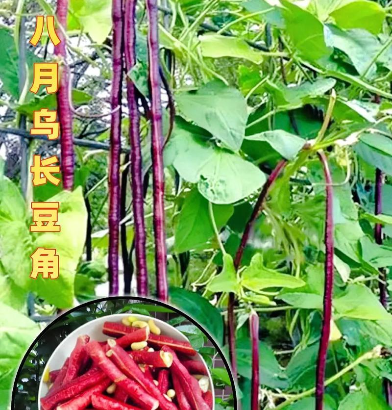 豇豆种籽需要催芽吗？种植步骤是什么？