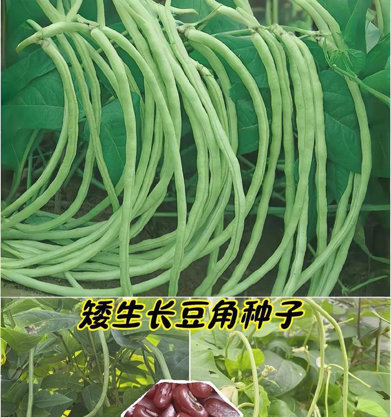 豇豆种籽需要催芽吗？种植步骤是什么？