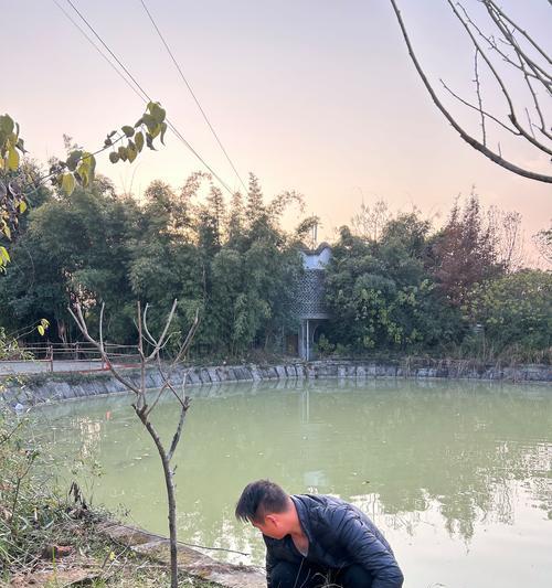 樱花苗怎么种植方法？有哪些步骤和注意事项？