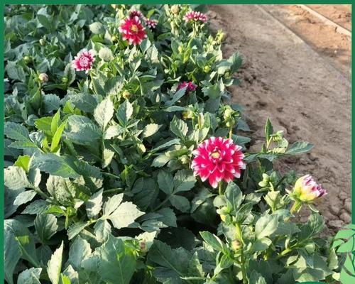 小丽花根种植方法是什么？如何正确种植小丽花根？