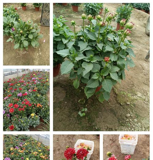 小丽花根种植方法是什么？如何正确种植小丽花根？