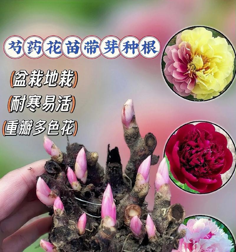 小丽花根种植方法是什么？如何正确种植小丽花根？