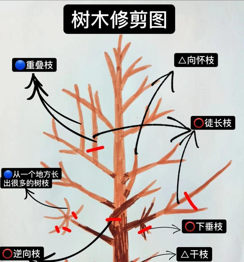 柳树修剪怎么剪枝？正确的剪枝方法和注意事项是什么？