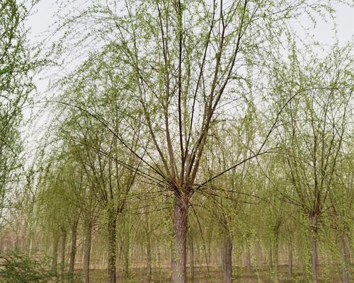柳树修剪怎么剪枝？正确的剪枝方法和注意事项是什么？
