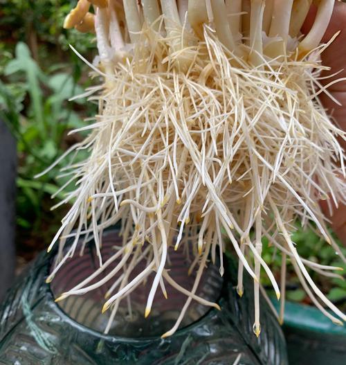 水培花生快速催芽方法是什么？需要多长时间才能发芽？