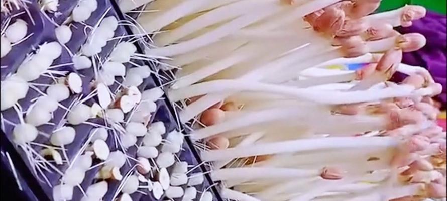 水培花生快速催芽方法是什么？需要多长时间才能发芽？