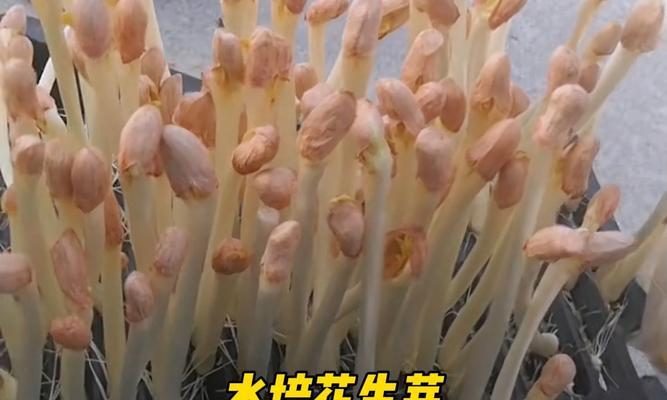 水培花生快速催芽方法是什么？需要多长时间才能发芽？