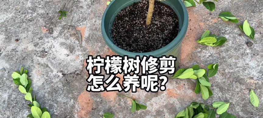 夏日胭脂修剪枝条的最佳时机是什么时候？修剪后如何护理？
