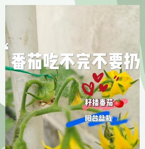 怎么催芽种子番茄苗？催芽过程中的常见问题有哪些？