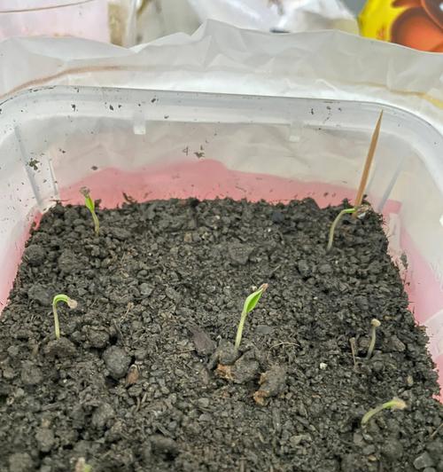 怎么催芽种子番茄苗？催芽过程中的常见问题有哪些？