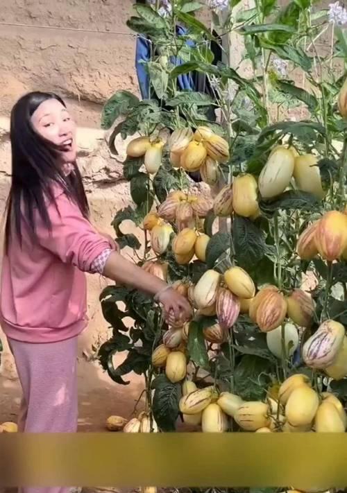 中人参果怎么种植方法？种植过程中需要注意哪些问题？