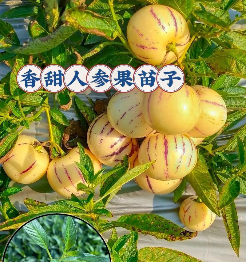 中人参果怎么种植方法？种植过程中需要注意哪些问题？
