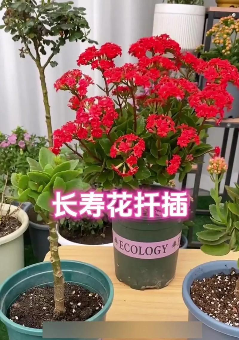 龙蛇修剪枝条的最佳时机是什么时候？修剪后如何护理？