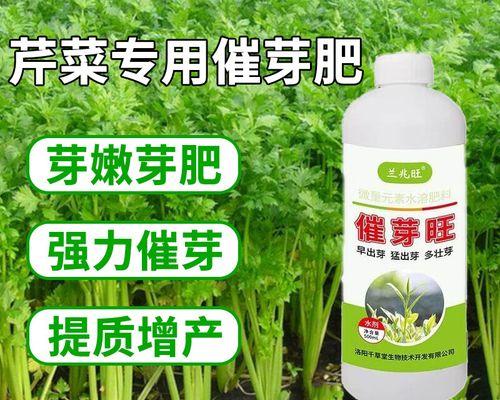 芹菜种子催芽方法是什么？需要多长时间才能发芽？