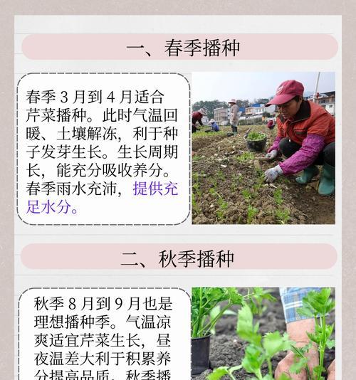 芹菜种子催芽方法是什么？需要多长时间才能发芽？