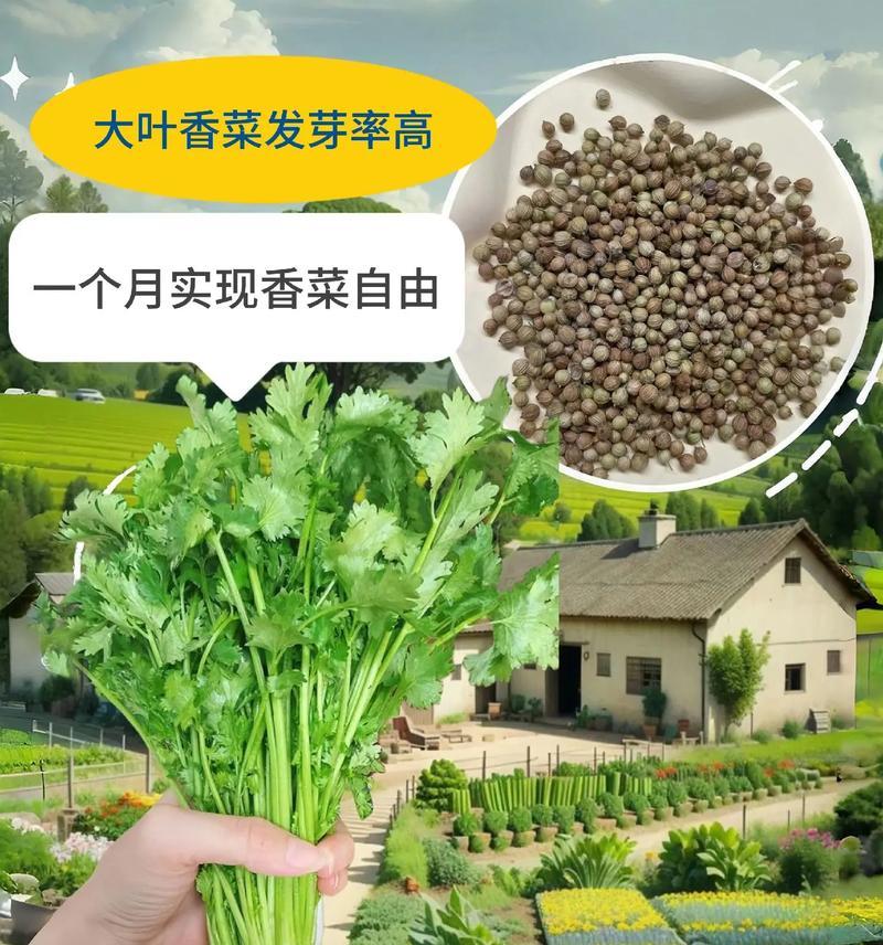 大芫荽种子催芽方法是什么？需要多长时间才能发芽？