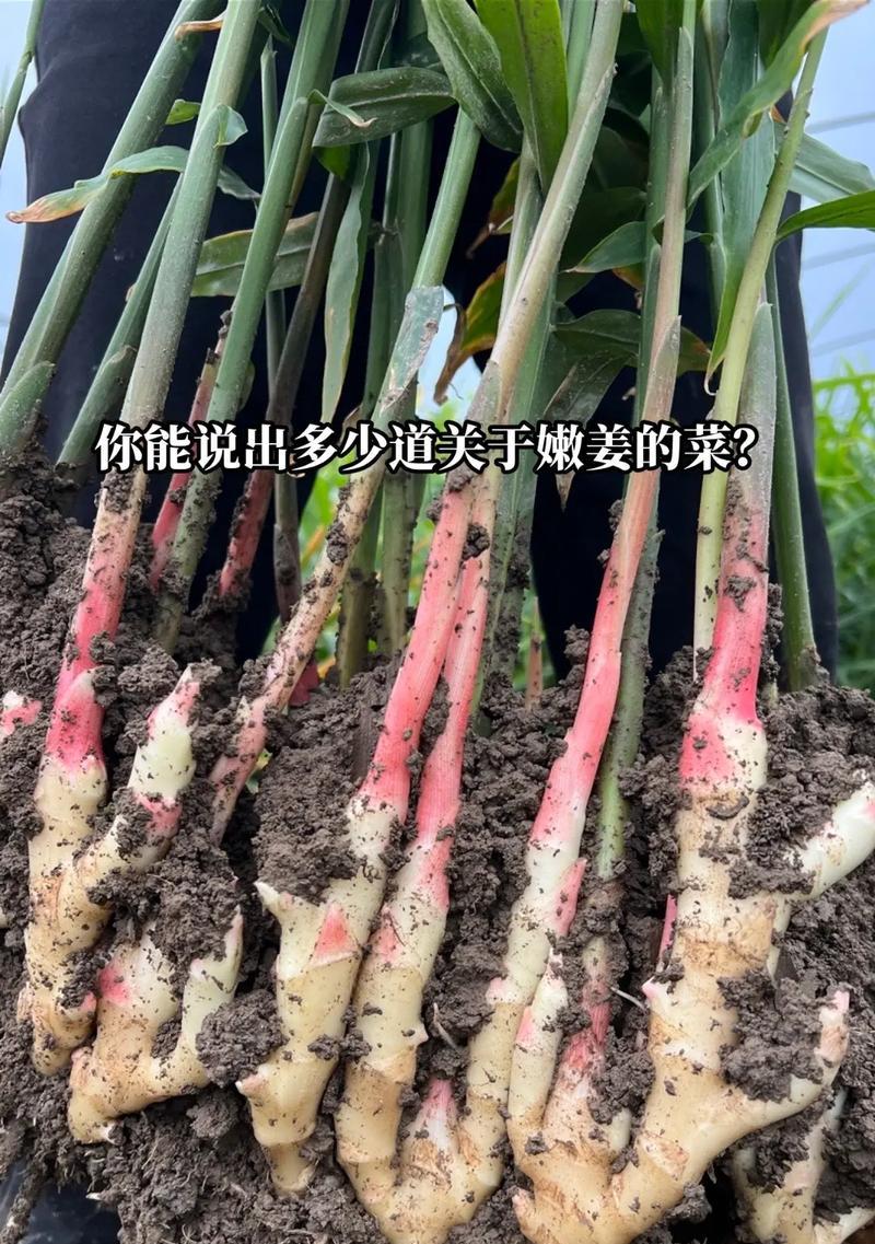 大姜醒芽催芽炼芽怎么做？步骤和注意事项是什么？