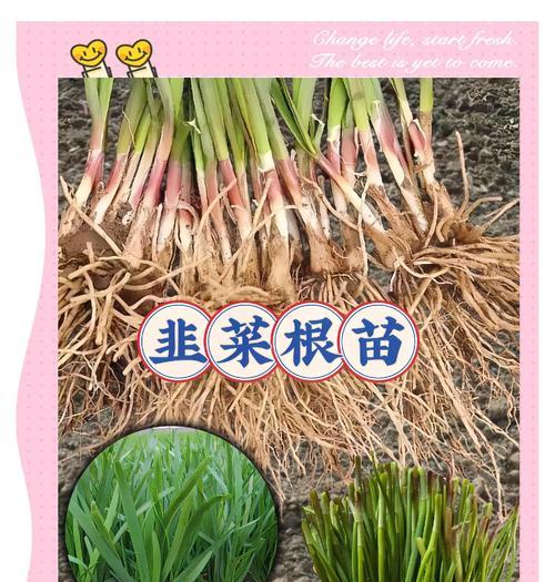 韭菜催芽的种子怎么种土里？步骤和注意事项是什么？