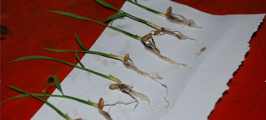 小型催芽增温器使用方法是什么？常见问题有哪些解决办法？