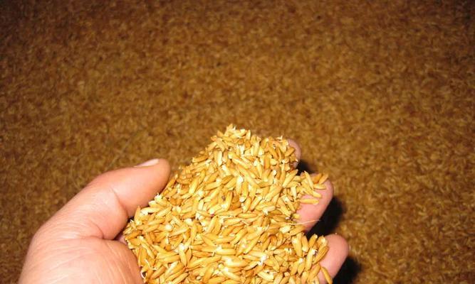 小型催芽增温器使用方法是什么？常见问题有哪些解决办法？